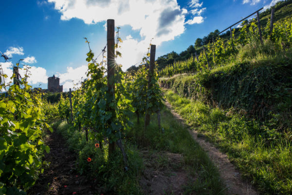 ignoble Kaysersberg-©AAA-Meyer